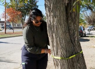 Comienza un nuevo Censo de Arbolado Urbano